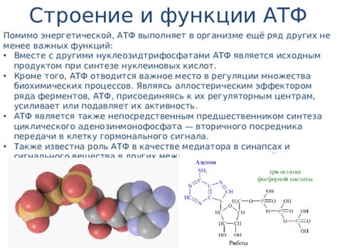 АТФ в синтезе биомолекул