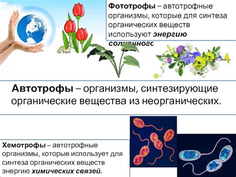 Автотрофные организмы: синтез органических веществ