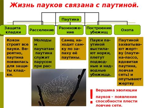 Адаптивность паутинных конструкций: какие условия спуска сыграли определяющую роль в эволюции пауков?