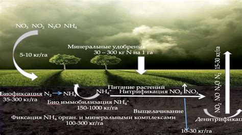 Азотные удобрения для раскисления почвы