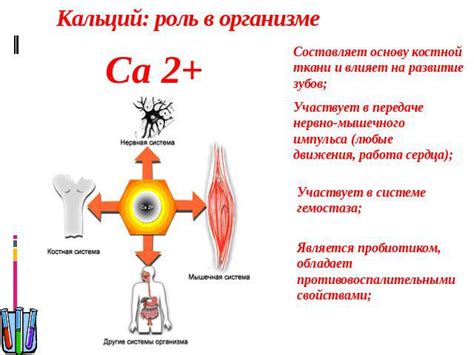 Алицин и его роль в организме