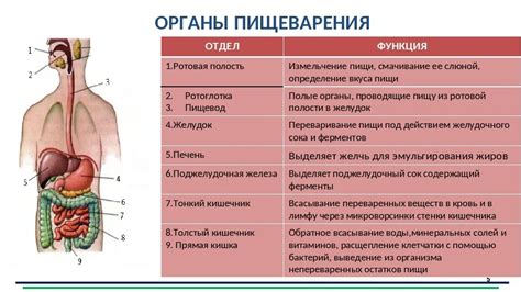 Аллергии и их последствия для пищеварительной системы: