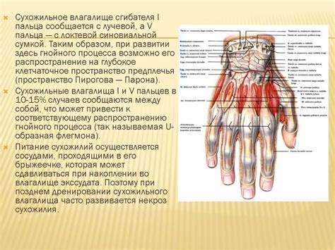 Анатомические особенности высокого лоба