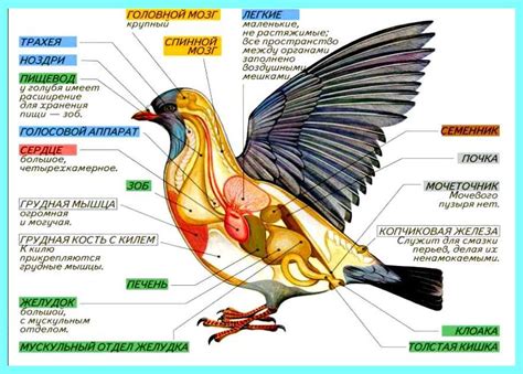 Анатомические особенности и их связь с поведением птиц