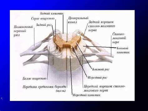 Анатомическое строение позвоночника