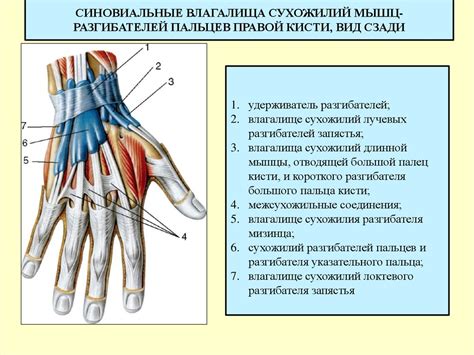 Анатомия безымянного пальца и его возможности