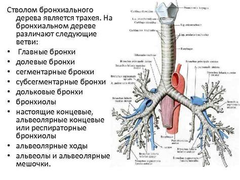 Анатомия бронхиального дерева