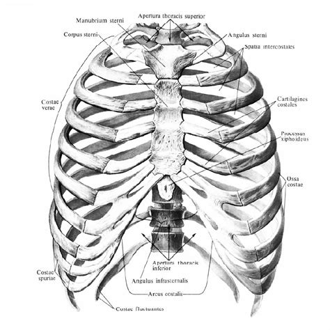 Анатомия грудной клетки