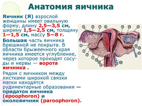 Анатомия и функции яичников