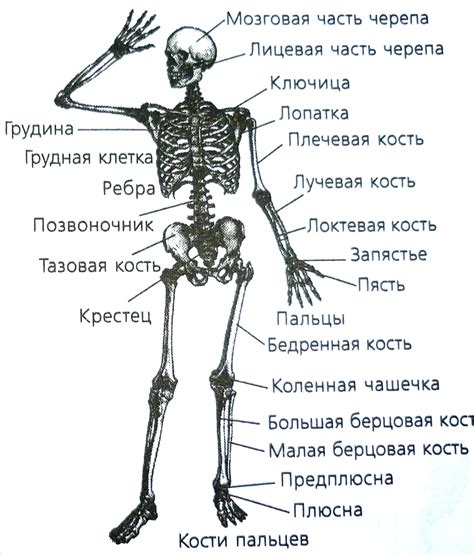 Анатомия нижней левой части тела человека