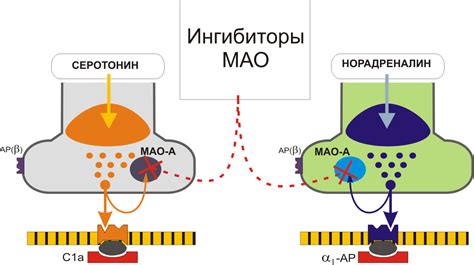 Антидепрессанты: механизмы воздействия на психику и виды препаратов