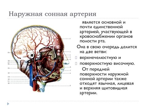 Аудиторный нерв: важность и функции