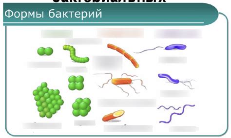 Бактерии разнообразны по форме и структуре