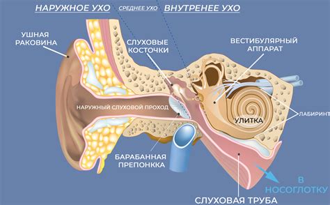 Барабанная перепонка: строение и функции