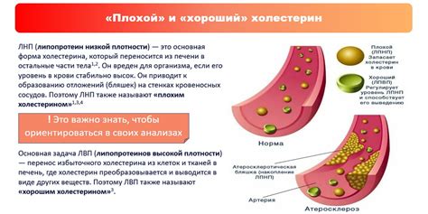 Безжелчевой холестерин