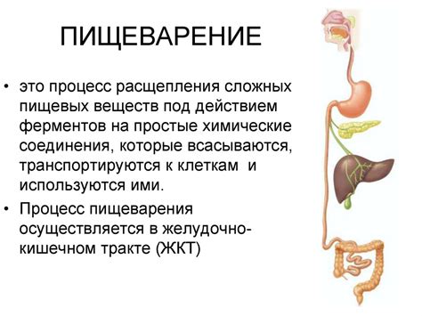 Белки: как происходит их расщепление в пищеварительной системе