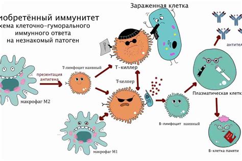 Белки и иммунная система