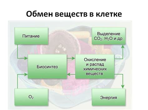 Белки и обмен веществ