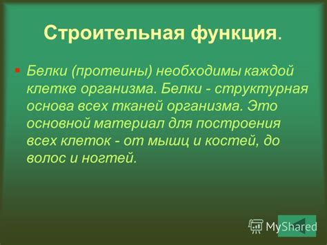 Белки - основа для строительства мышц