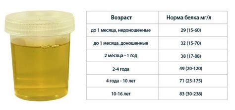 Белок в моче: норма и особенности