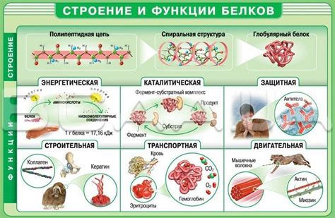 Белок - основа для формирования структуры котлеты