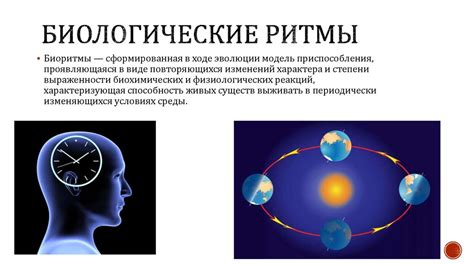 Биологический ритм и мелатонин