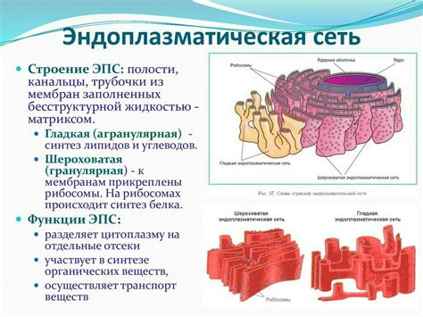 Биология и особенности строения