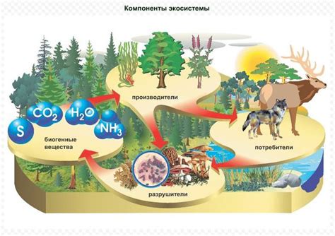 Биоразнообразие и экосистемы южного тропика