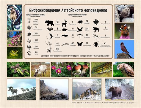 Богатство флоры и фауны Алтайского края