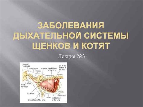 Болезни дыхательной системы у щенков