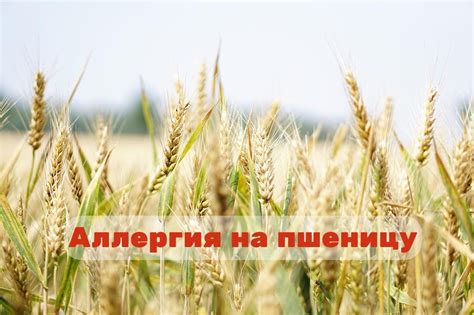 Болезни и вредители влияющие на пшеницу