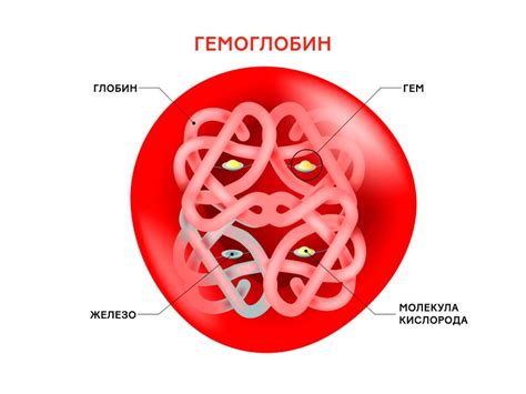 Важность гемоглобина и железа в организме