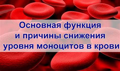 Важность моноцитов в крови