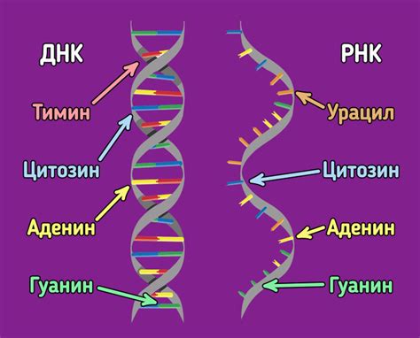 Важность понимания различий между ДНК и РНК