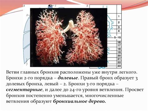 Важность свободного прохождения бронхов до 3 порядка