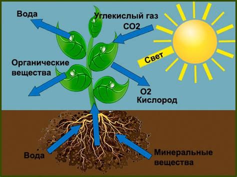 Важность сравнения организмов