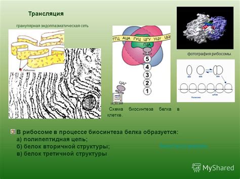 Важность энергии в процессе биосинтеза белка