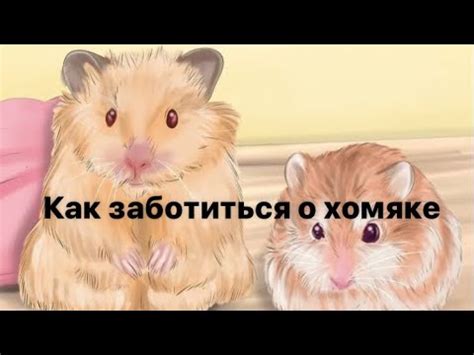 Важные аспекты заботы о хомяке