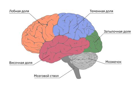 Важные задачи передней левой части мозга