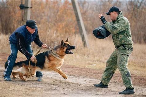 Важные особенности тренировки ЗКС для собак-породистых и беспородных