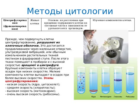 Важные понятия цитологии и их изучение на уроках биологии