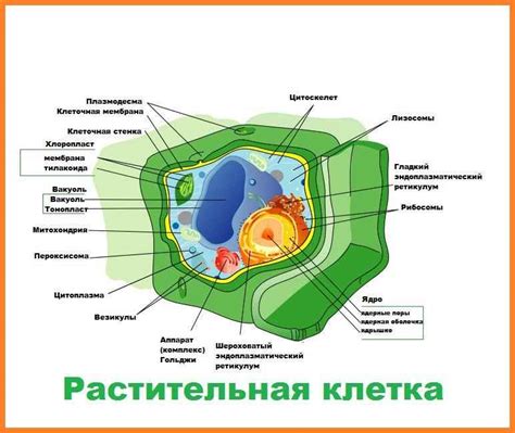 Важные элементы обустройства клетки