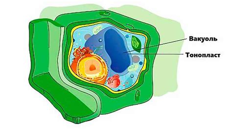 Вакуоль: важная составляющая клетки