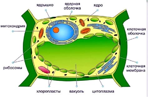 Вакуоль и ее роль в клетке