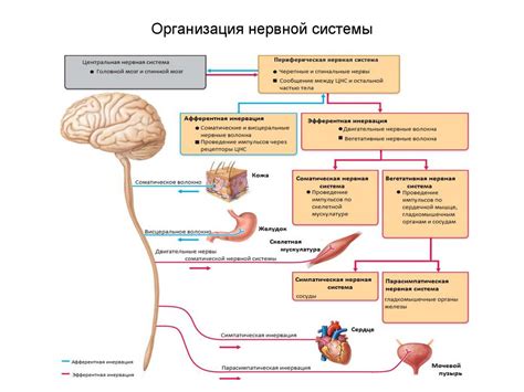 Вероятность воздействия на нервную систему