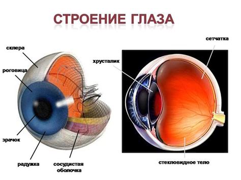 Вертикальное зрение и строение глаз