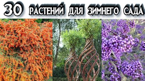 Вечнозеленые растения для сохранения красоты зимой