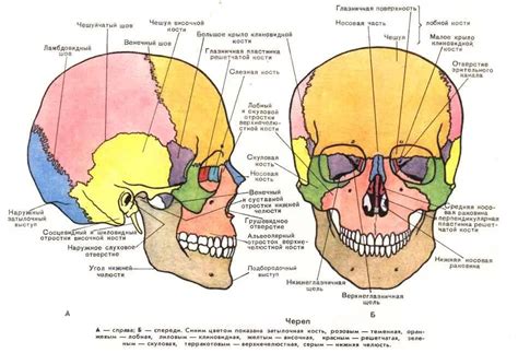 Взаимосвязь мозгового и лицевого отделов черепа