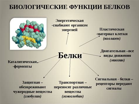 Виды пептидов и их роль в организме