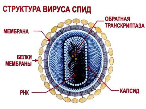 Вирусы: природа и характеристики